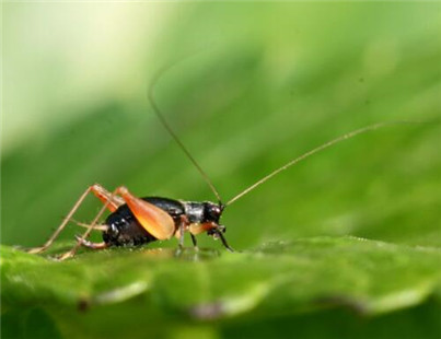 蟋蟀是怎样繁殖的,圆头蟋蟀和平头蟋蟀能繁殖吗