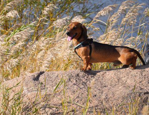 世界上最长的腊肠犬,国际名犬大赛腊肠犬价格