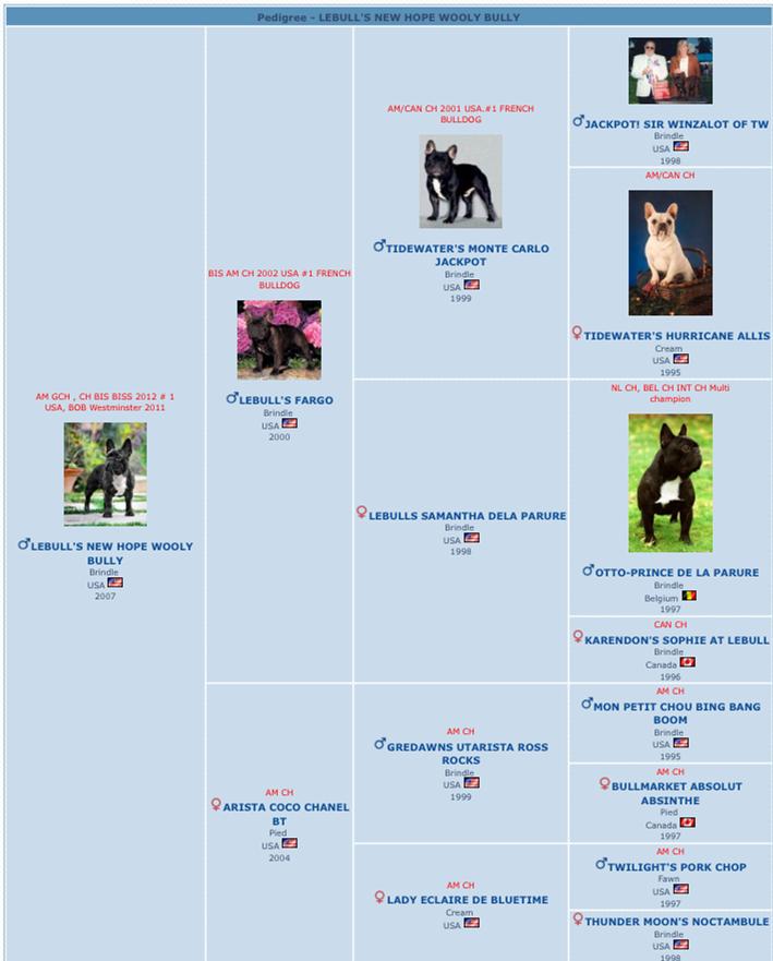 美国西敏寺犬展金毛,美国西敏寺博美犬展