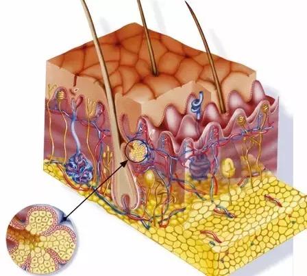 头发一掉一大把怎么改善,女性头发很油脱发很严重怎么解决
