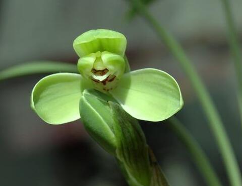 捡来的野生兰花,砍柴发现一棵兰花