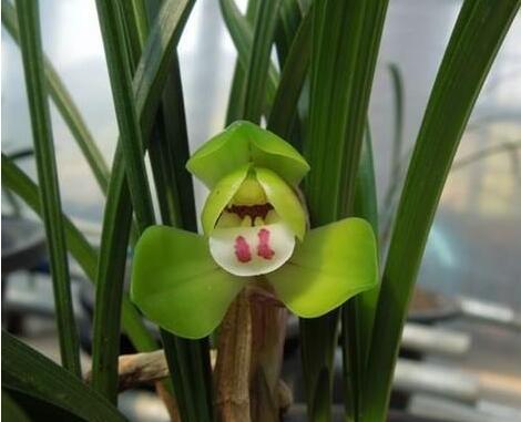 捡来的野生兰花,砍柴发现一棵兰花