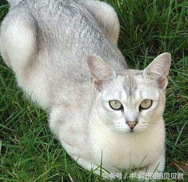 世界最贵的十大名种猫排行,福布斯猫图片