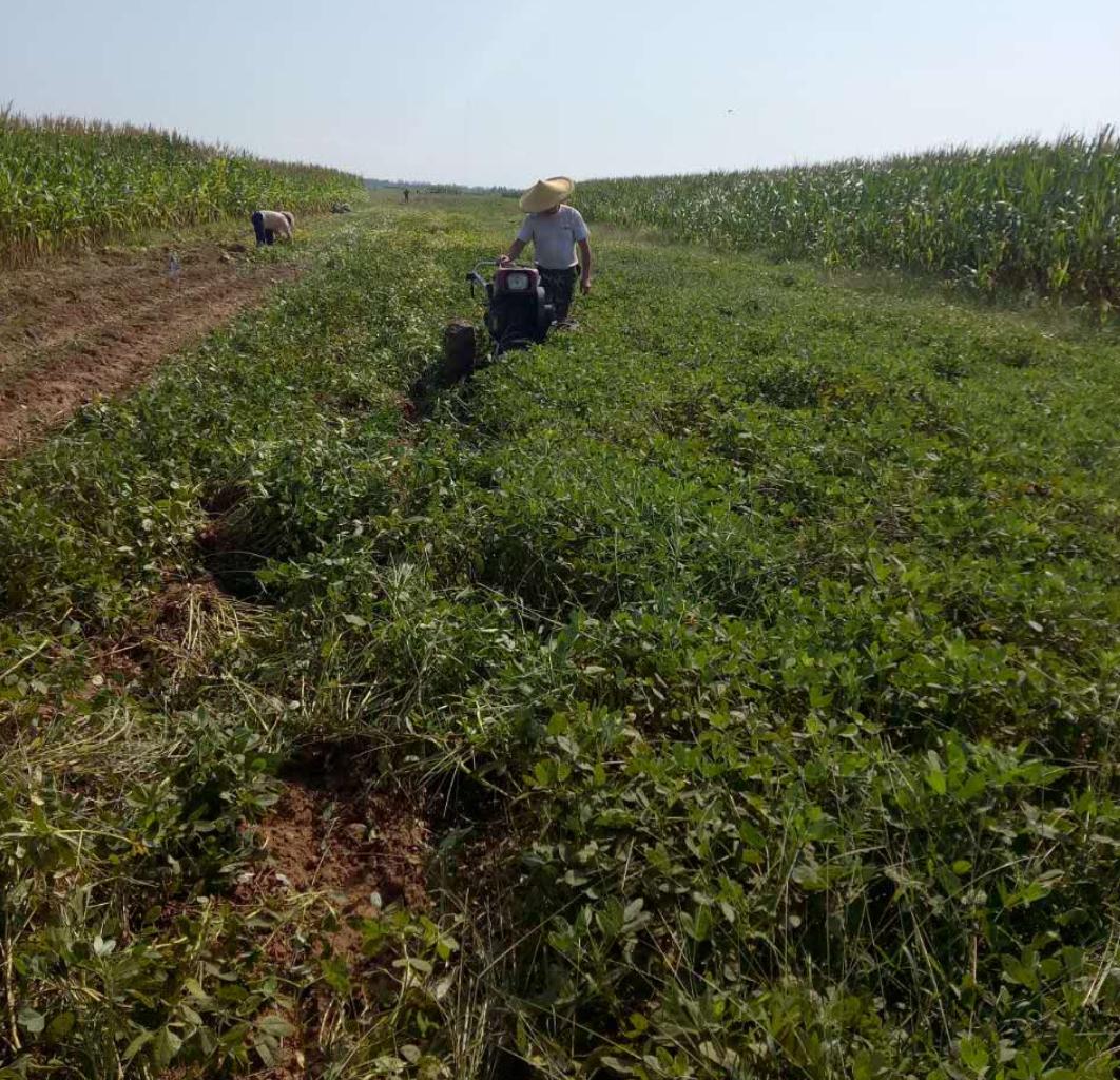 花生最新收购价格表,花生丰收后卖不出去