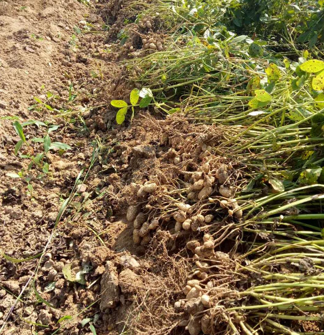 花生最新收购价格表,花生丰收后卖不出去