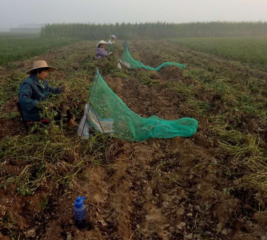 花生最新收购价格表,花生丰收后卖不出去