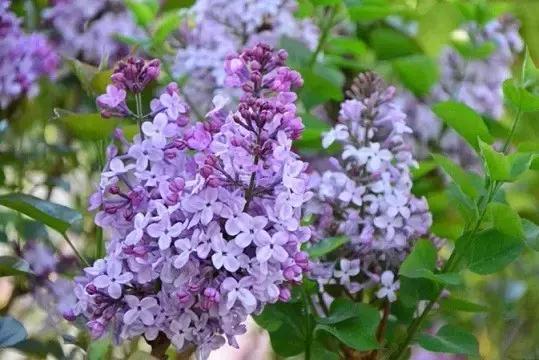今夜的锦里，浅紫的丁香弥漫