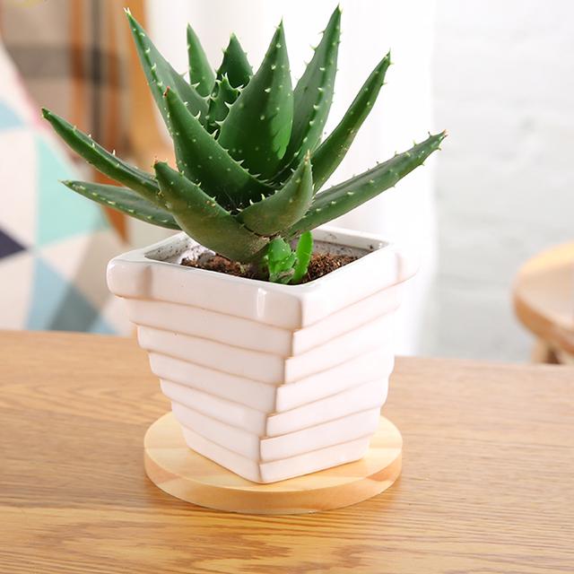 绿萝能除甲醛吗甲醛最怕三个克星,绿萝除甲醛效果最好的方法