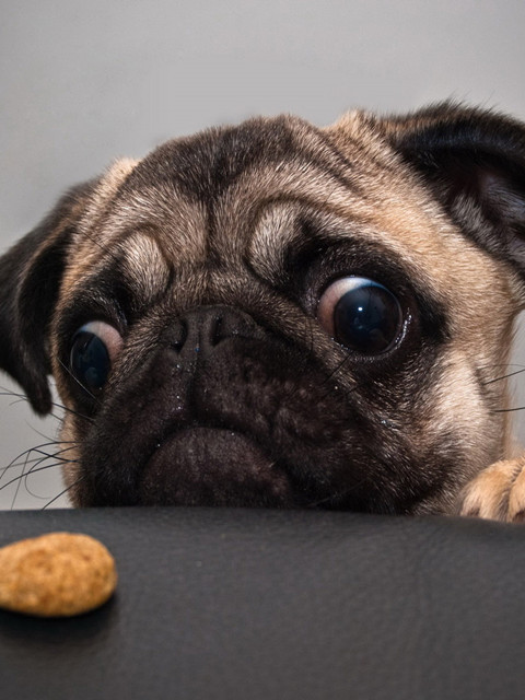 长得最好看的巴哥犬,运动能力超强的巴哥犬