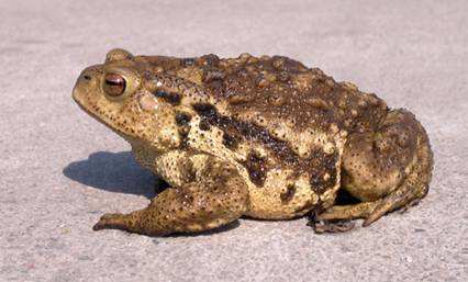 盘点各种各样的形形色色的青蛙,各种各样的青蛙