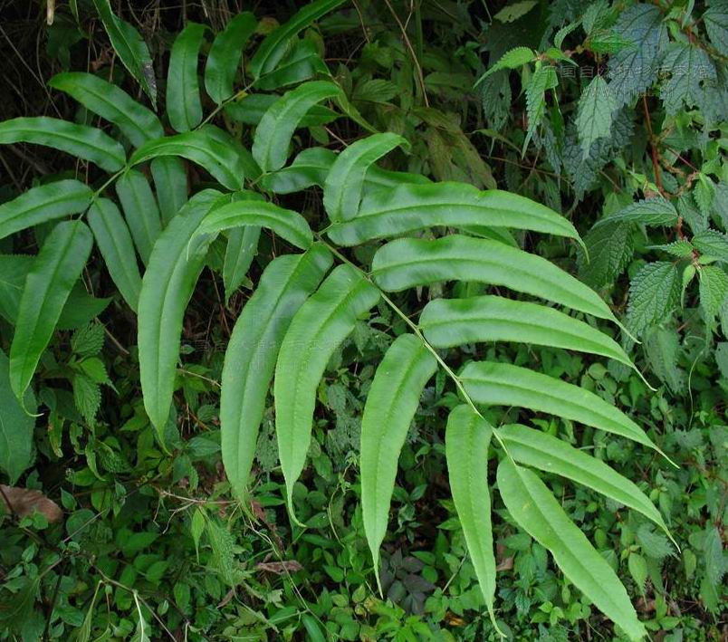 凤尾草与凤尾草的区别,白凤尾草和红凤尾草