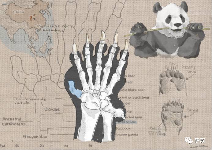 四川地震熊猫爬树躲避,汶川地震时受惊的熊猫