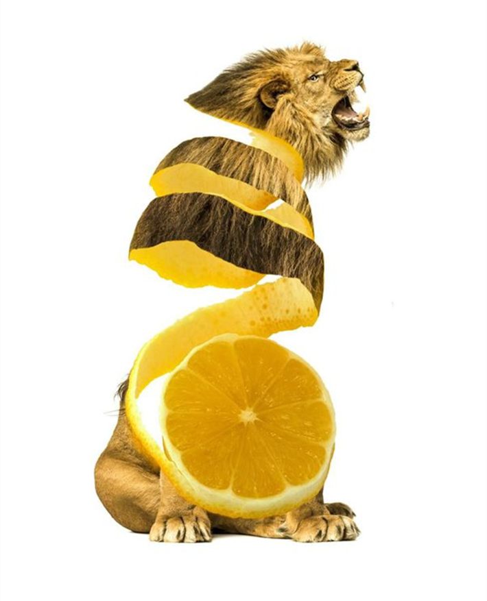 蔬果动物造型创意作品简单,灵感脑洞大开的动物创意合成