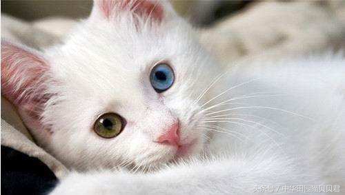 世界最贵的十大名种猫排行,福布斯猫图片