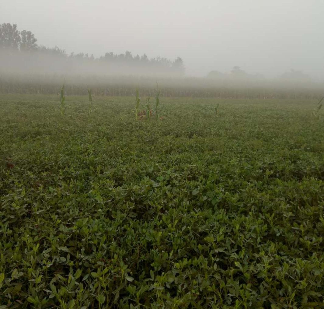 花生最新收购价格表,花生丰收后卖不出去