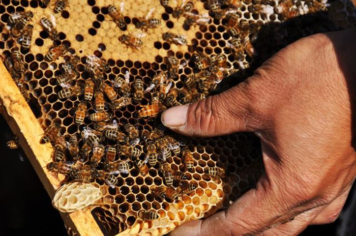 蜜蜂养殖技术500问,蜜蜂养殖技术试题及答案