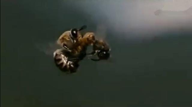 蜜蜂养殖技术500问,蜜蜂养殖技术试题及答案