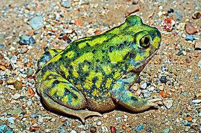 盘点各种各样的形形色色的青蛙,各种各样的青蛙