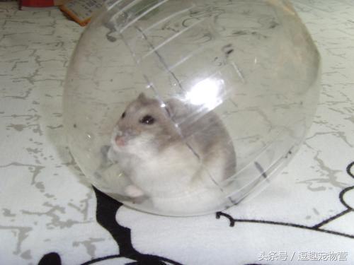 溜仓鼠有什么危害嘛,仓鼠禁忌不能触碰什么原因