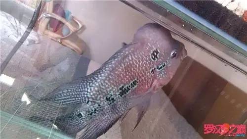 罗汉鱼换水后状态不好,罗汉鱼好几天不排便但状态正常