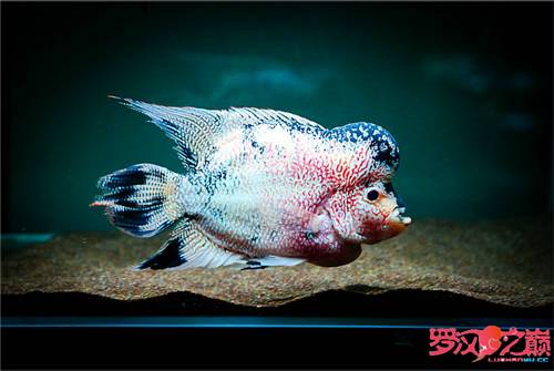 罗汉鱼换水后状态不好,罗汉鱼好几天不排便但状态正常