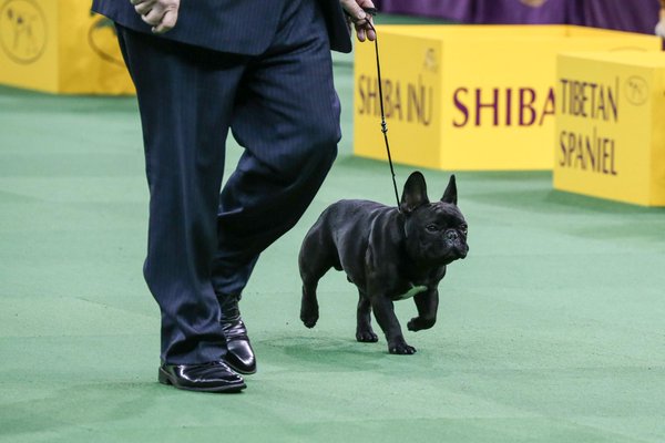 美国西敏寺犬展金毛,美国西敏寺博美犬展