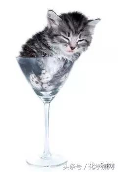 2017年诺贝尔搞笑奖奖金,搞笑诺贝尔奖科普