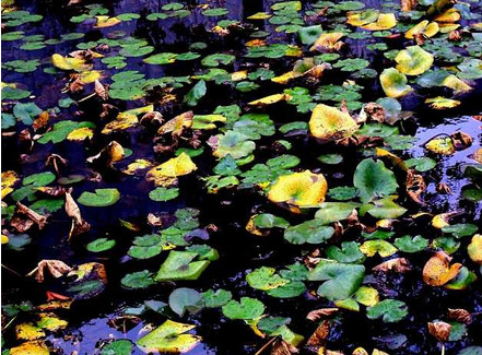 宝宝夏天蚊虫叮咬怎么防治,婴儿被秋天蚊子咬了怎么办