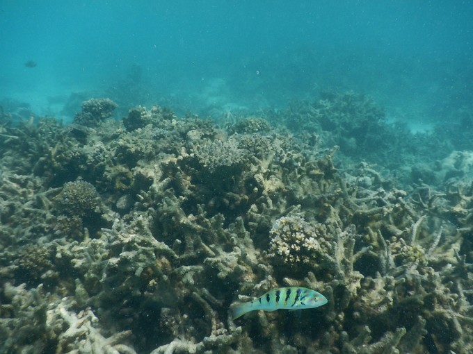 马尔代夫马富士岛浮潜,马尔代夫魔富士