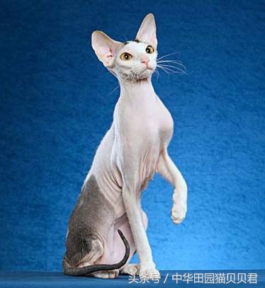 世界最贵的十大名种猫排行,福布斯猫图片