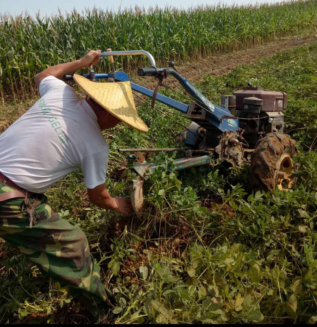 花生最新收购价格表,花生丰收后卖不出去