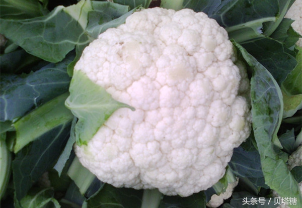 5种糖尿病害怕的蔬菜建议多吃,糖尿病最怕的四种蔬菜是什么