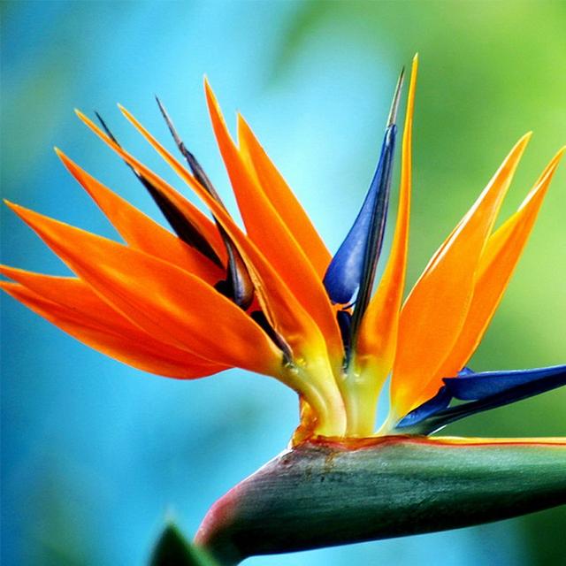 绿萝能除甲醛吗甲醛最怕三个克星,绿萝除甲醛效果最好的方法