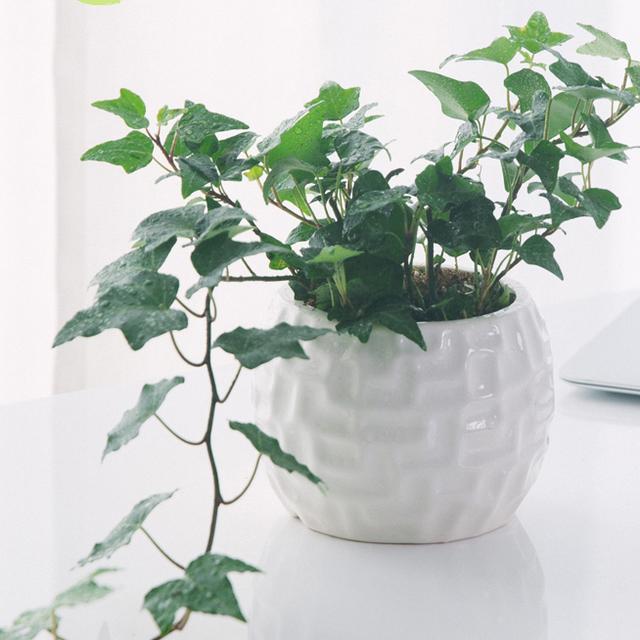 绿萝能除甲醛吗甲醛最怕三个克星,绿萝除甲醛效果最好的方法