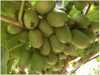 猕猴桃新品种种植前景,猕猴桃最近有什么新品种