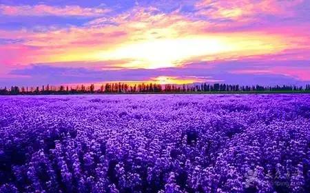 芳香疗法治疗什么病,芳香疗法治疗睡眠障碍