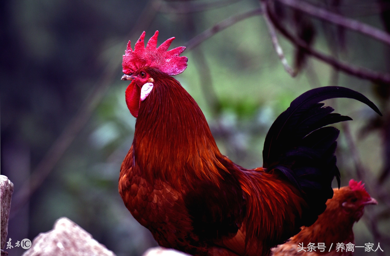 养鸡秘诀防治鸡白痢,养鸡知识球虫病