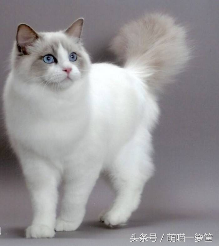 布偶猫为什么有的贵有的便宜,布偶猫公的好还是母的贵