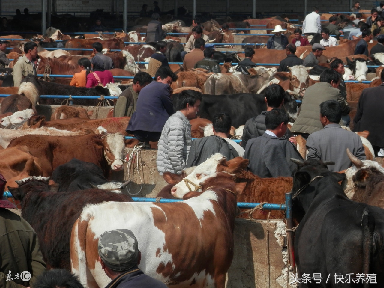 养牛赚钱吗现在还有前景吗,为什么养牛这几年挣钱少了呢