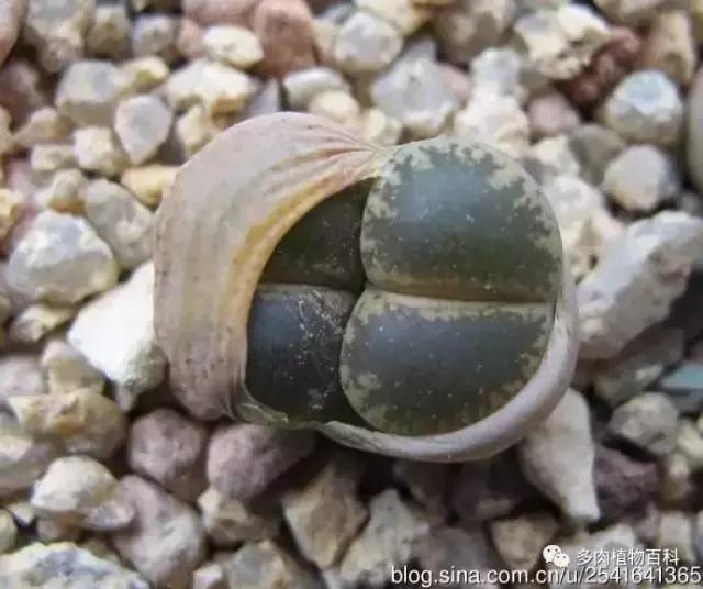 生石花多肉植物怎么养护,多肉生石花怎么能养大