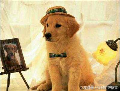 狗狗发情了，你可能需要知道这几点