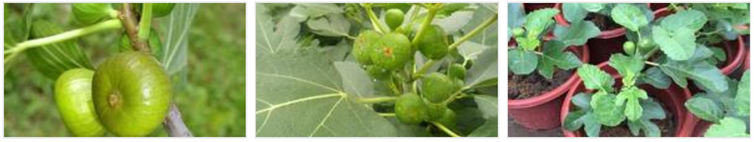 苔藓不好养?来,练好苔藓“四要诀”,再养不活你来找台长!