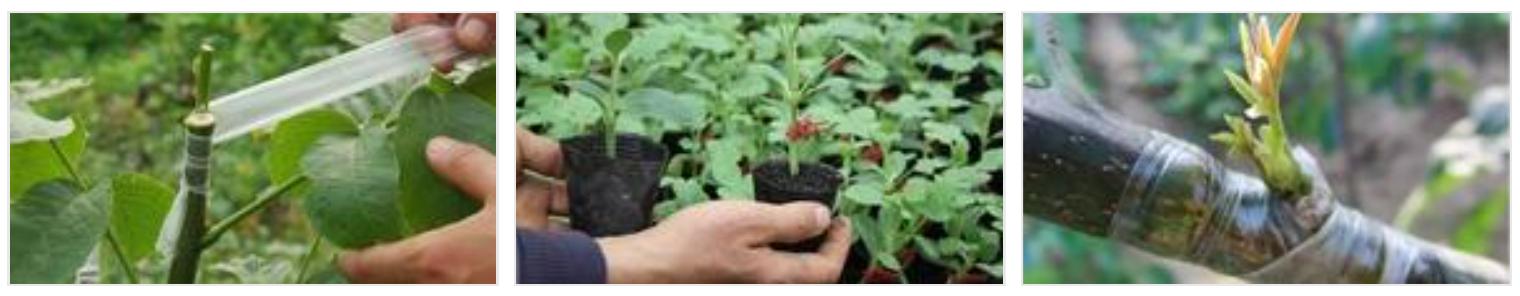 苔藓不好养?来,练好苔藓“四要诀”,再养不活你来找台长!