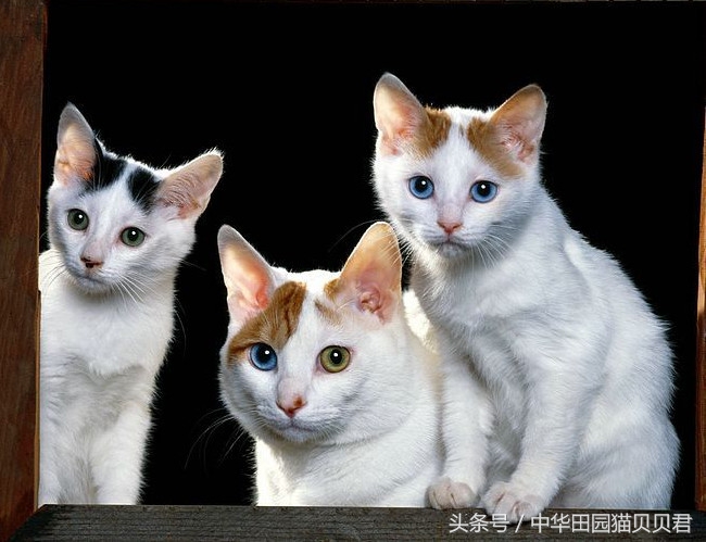 世界最贵的十大名种猫排行,福布斯猫图片