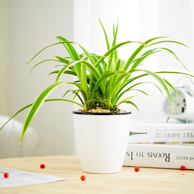 绿萝能除甲醛吗甲醛最怕三个克星,绿萝除甲醛效果最好的方法