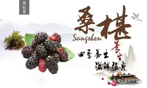名老中医桑葚酒的功效与作用,桑葚鲜果酒的功效