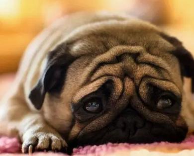 长得最好看的巴哥犬,运动能力超强的巴哥犬