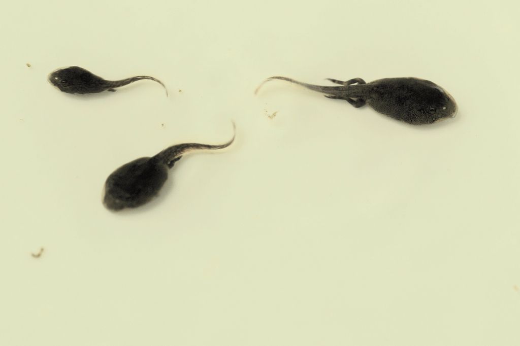 盘点各种各样的形形色色的青蛙,各种各样的青蛙