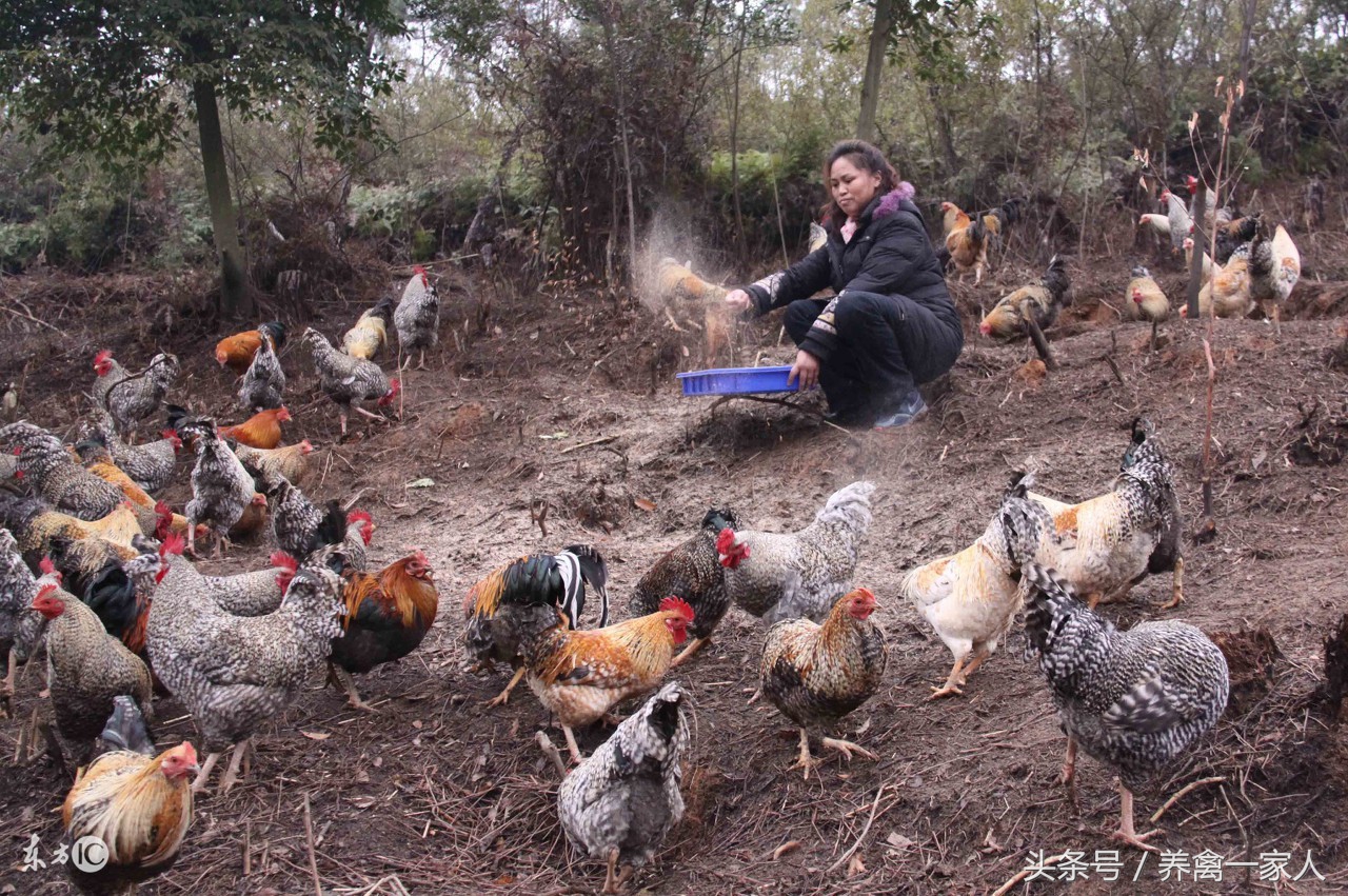 养鸡小妙招小鸡呼吸困难,养鸡小妙招鸡不下蛋怎么办