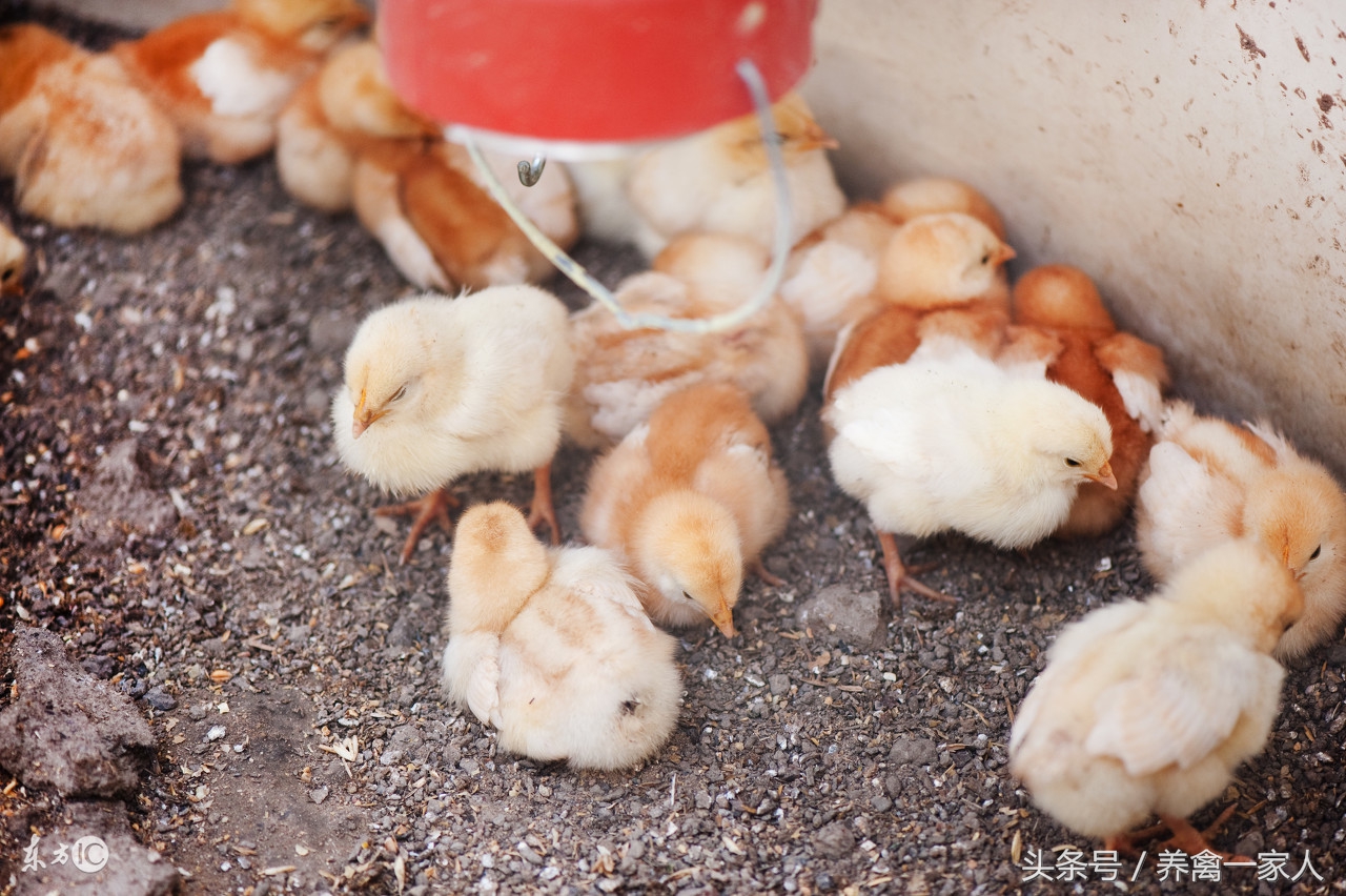 养鸡小妙招小鸡呼吸困难,养鸡小妙招鸡不下蛋怎么办